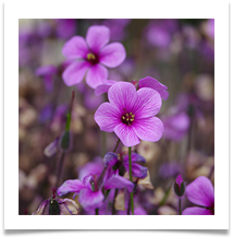 6 - Spring - Chris Beesley